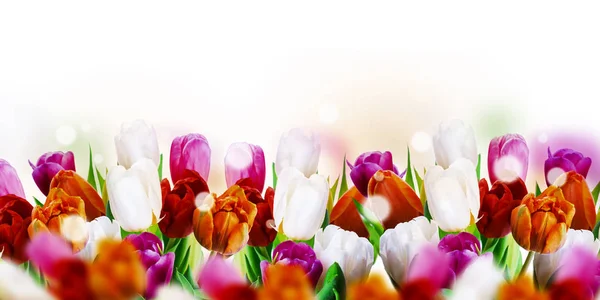 Colorful tulips border — Stock Photo, Image