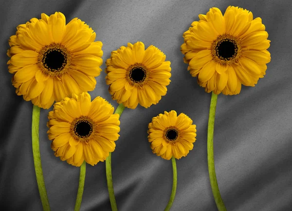 Tle kwiatów chryzantemy — Zdjęcie stockowe