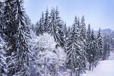 Noel kış manzara, Ladin ve çam ağaçları