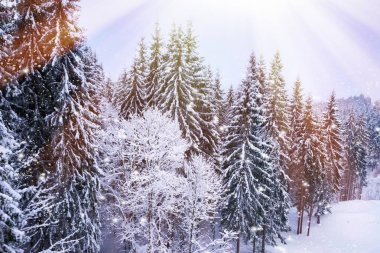 Noel kış manzara, Ladin ve çam ağaçları