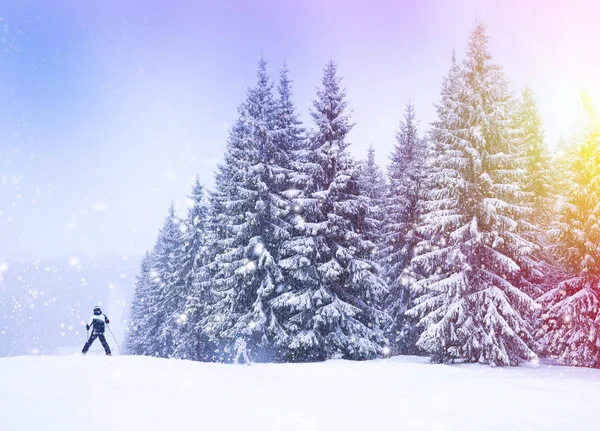 Paisaje de invierno de Navidad, abetos y pinos —  Fotos de Stock