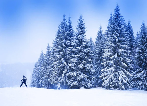 クリスマス冬の風景、トウヒや松の木 — ストック写真