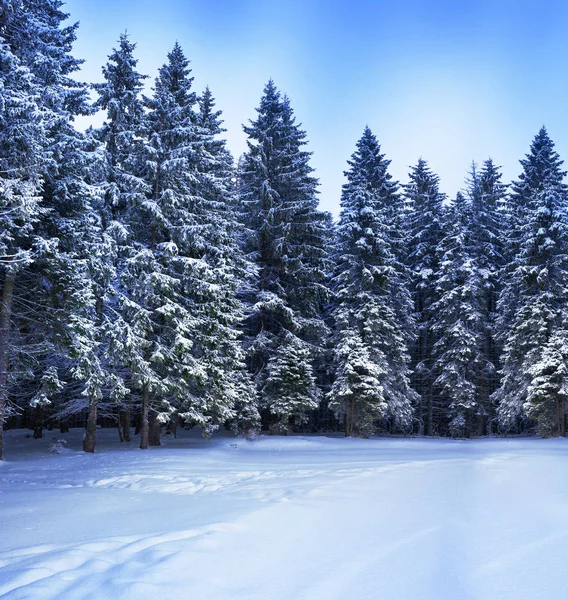 Paesaggio invernale natalizio, abeti rossi e pini — Foto Stock
