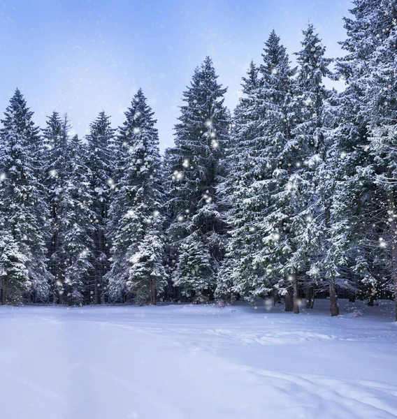 クリスマス冬の風景、トウヒや松の木 — ストック写真