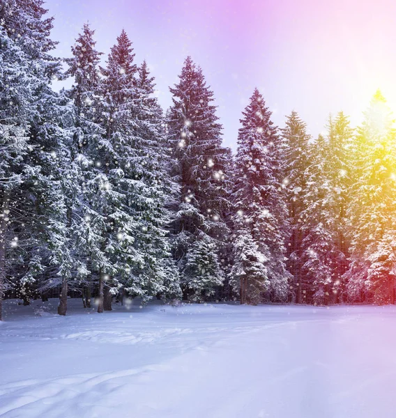 Χειμώνας Χριστούγεννα τοπίο, το έλατο και το πεύκο δέντρα — Φωτογραφία Αρχείου