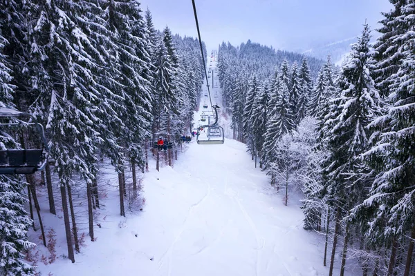 Vinter landskap, Gran och tall julgranar — Stockfoto
