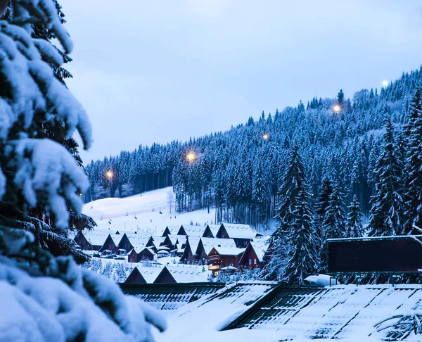 Téli táj, Luc- és erdeifenyő karácsonyfák — Stock Fotó