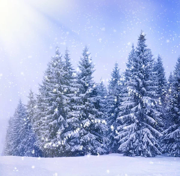 冬季景观、 云杉和松树圣诞树 免版税图库照片