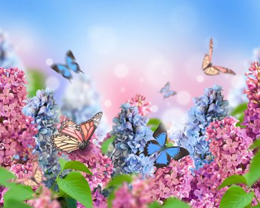 Muhteşem bahar Eflatun çiçek kart