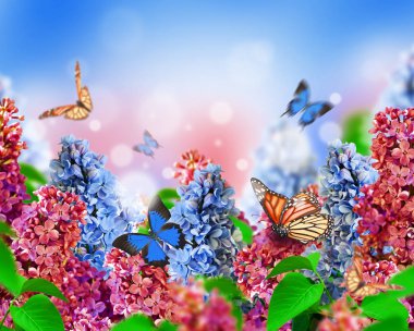 Muhteşem bahar Eflatun çiçek kart