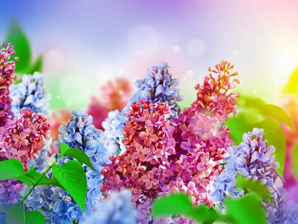 Incredibile lilla primaverile su una cartolina di fiori — Foto Stock