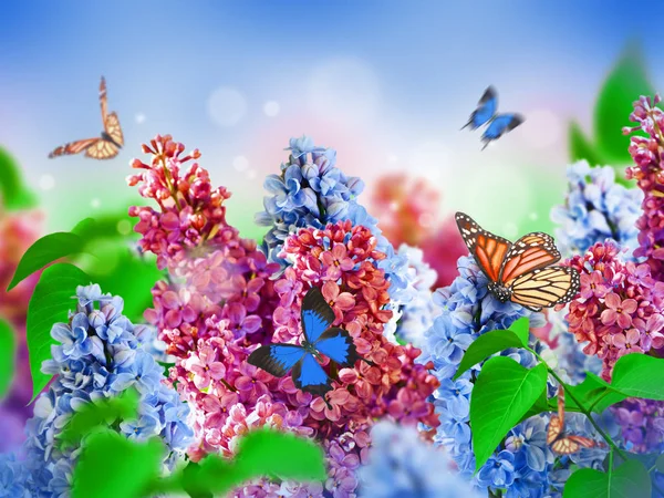 Muhteşem bahar Eflatun çiçek kart — Stok fotoğraf