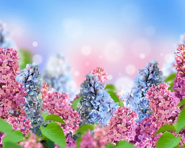 Geweldige voorjaar Lila op een briefkaart bloem — Stockfoto