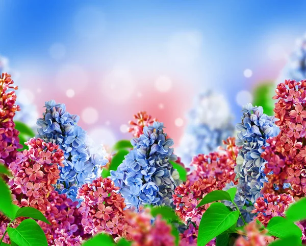 Lilás de primavera surpreendente em um cartão postal de flor — Fotografia de Stock