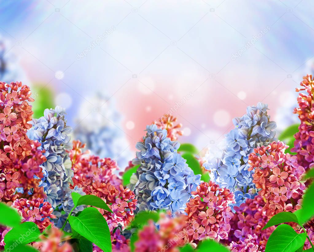 Amazing spring lilac on a flower postcard