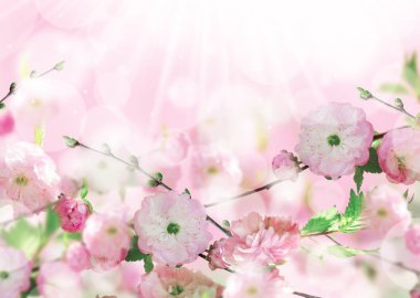 Çiçekler arka plan ile muhteşem bahar sakura