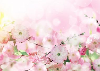 Çiçekler arka plan ile muhteşem bahar sakura