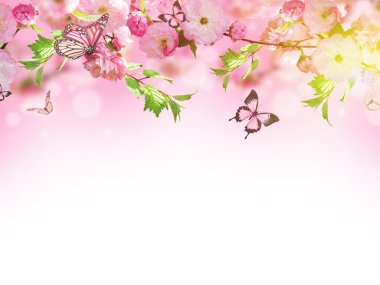 Çiçekler arka plan ile muhteşem bahar sakura
