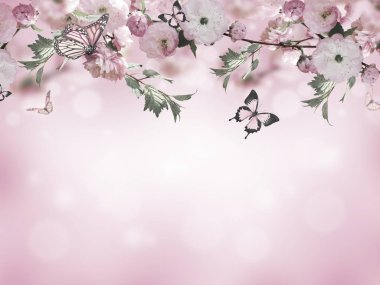 Çiçekler arka plan ile muhteşem bahar sakura