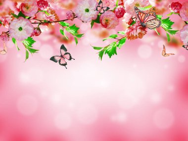 Çiçekler arka plan ile muhteşem bahar sakura