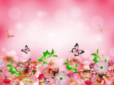 Çiçekler arka plan ile muhteşem bahar sakura