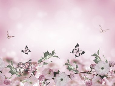 Çiçekler arka plan ile muhteşem bahar sakura