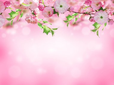 Çiçekler arka plan ile muhteşem bahar sakura