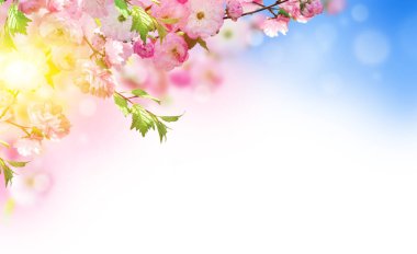 Çiçekler arka plan ile muhteşem bahar sakura