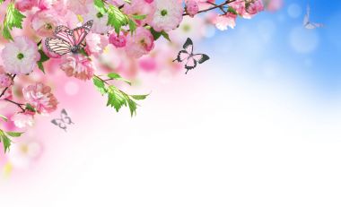 Çiçekler arka plan ile muhteşem bahar sakura