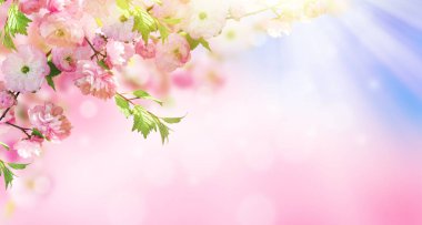 Çiçekler arka plan ile muhteşem bahar sakura