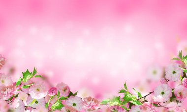 Çiçekler arka plan ile muhteşem bahar sakura