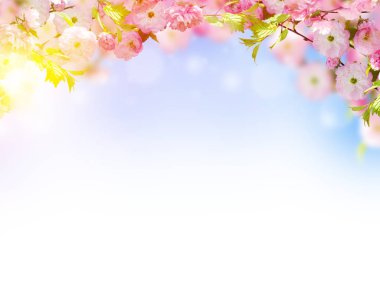 Çiçekler arka plan ile muhteşem bahar sakura