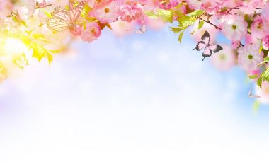 Çiçekler arka plan ile muhteşem bahar sakura