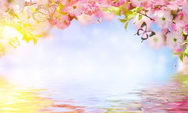 Çiçekler arka plan ile muhteşem bahar sakura