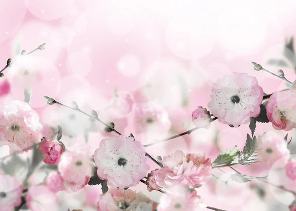 Květiny pozadí s úžasnou jarní sakura — Stock fotografie