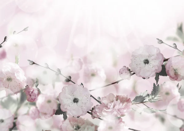 Blumen Hintergrund mit erstaunlichen Frühling Sakura — Stockfoto