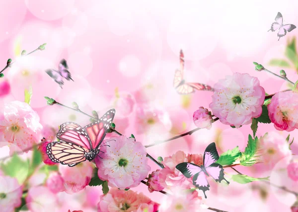 Blumen Hintergrund mit erstaunlichen Frühling Sakura — Stockfoto