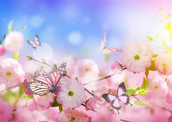 素晴らしい春桜の花の背景 — ストック写真