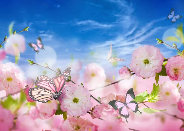 Квіти фон з дивовижною весняною сакурою — стокове фото