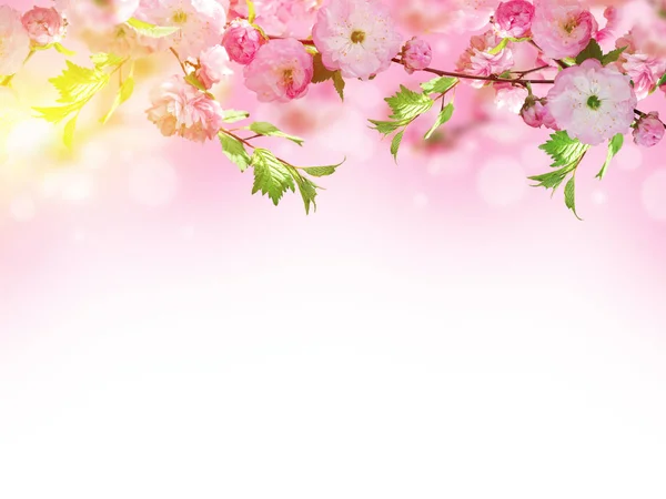 Fondo de flores con increíble sakura de primavera —  Fotos de Stock