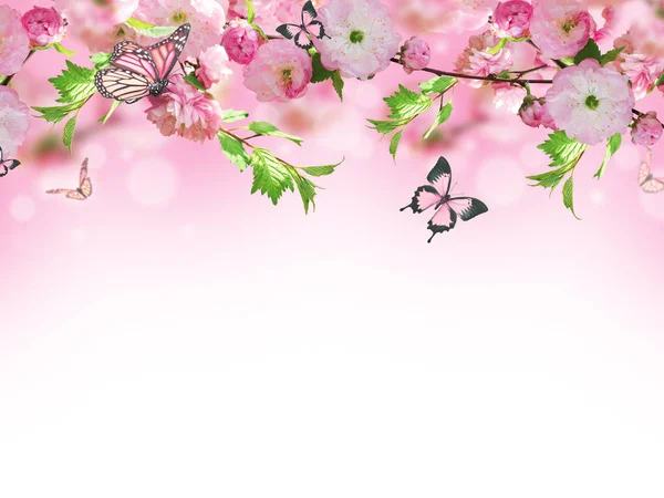 Blommor bakgrund med fantastiska våren sakura — Stockfoto