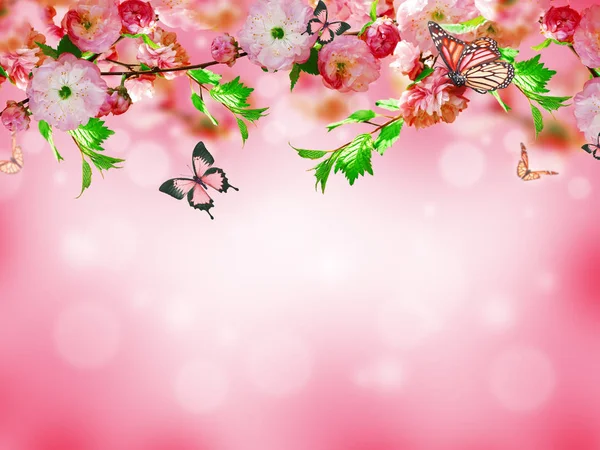 Квіти фон з дивовижною весняною сакурою — стокове фото