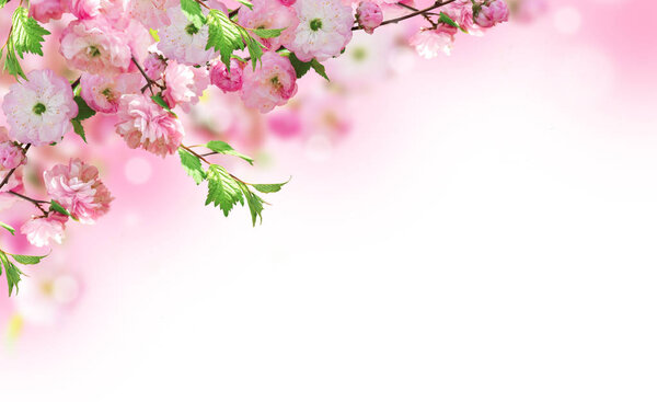Flowers background with amazing spring sakura