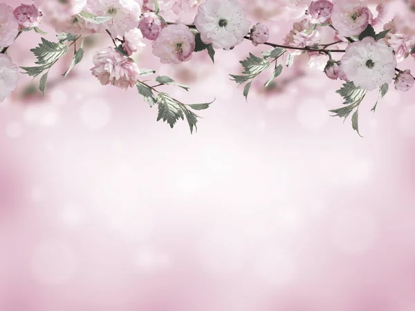 Фон цветов с удивительной весенней сакурой — стоковое фото
