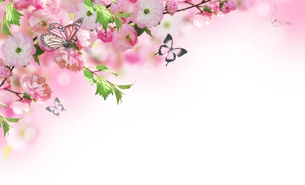 Фон цветов с удивительной весенней сакурой — стоковое фото