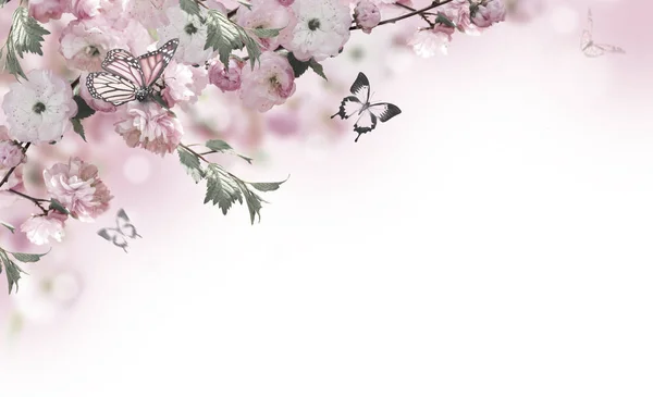 Blommor bakgrund med fantastiska våren sakura — Stockfoto