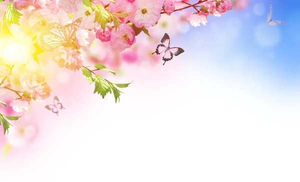 Tle kwiatów z niesamowite sakura wiosna — Zdjęcie stockowe