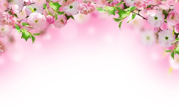 Bloemen achtergrond met verbazingwekkende voorjaar sakura — Stockfoto