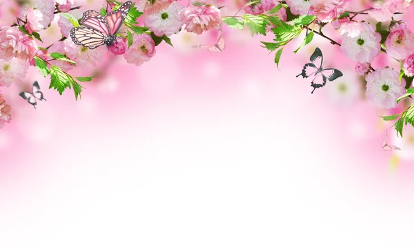 Tle kwiatów z niesamowite sakura wiosna — Zdjęcie stockowe