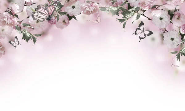 Fondo de flores con increíble sakura de primavera — Foto de Stock